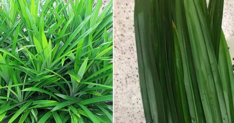Tip Simpan Daun Pandan Supaya Kekal Segar Berbulan-Bulan, Bau Pun Tak Hilang
