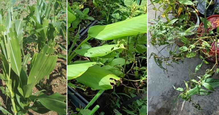 Tip Bila Daun Pokok Sayur Berlubang Kena Makan Ulat Perosak