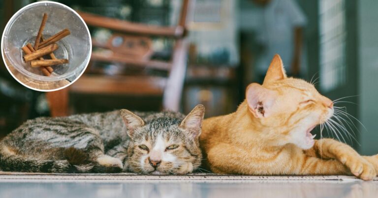 Tip Mudah Nyah Bau Bila Pelihara Kucing Dalam Rumah. Guna Kulit Kayu Manis Saja