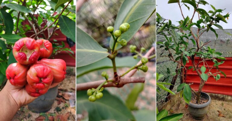Buang Daun, Cara Buat Pokok Jambu Madu Mula Berbunga. Bila Dah Berputik Buat Langkah Ini Pula