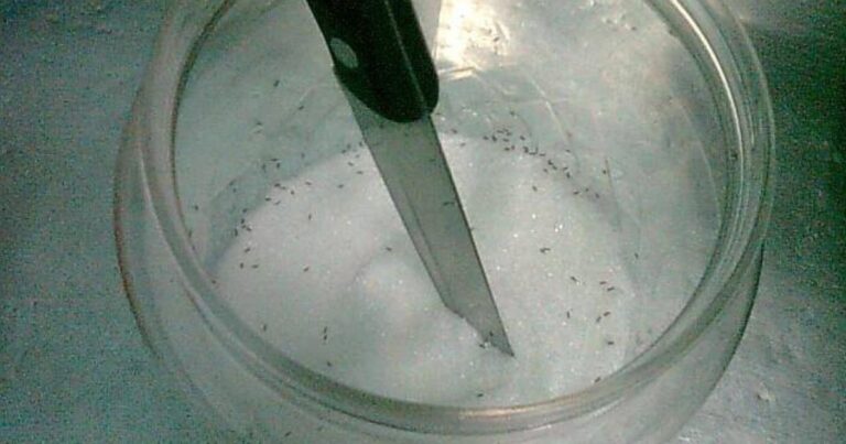 2 Tip Mudah Keluarkan Semut Yang Banyak Dalam Bekas Gula. Tak Perlu Kutip Satu-Satu!