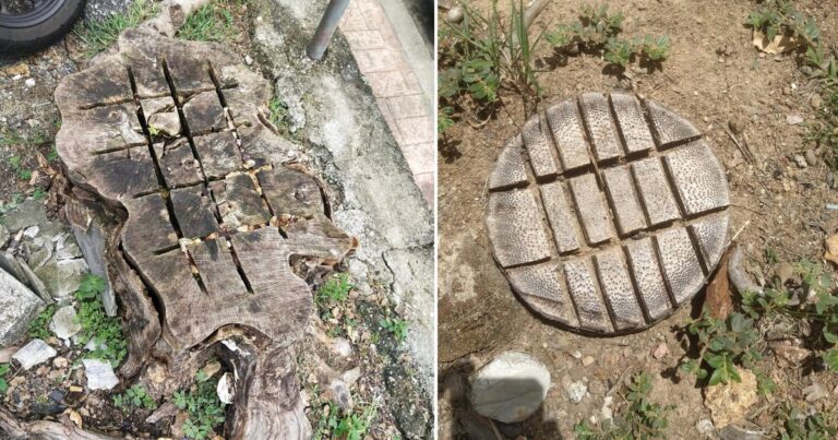 Kaedah ‘Matikan’ Pokok Besar Tanpa Guna Racun Atau Buang Akar