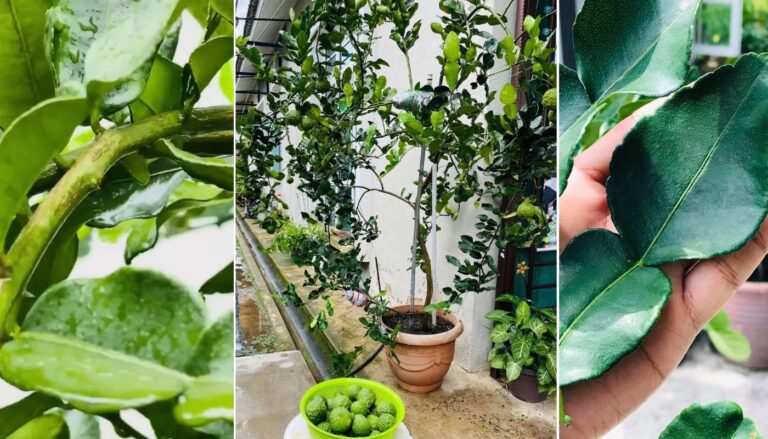 Pokok Limau Purut Buah & Daun Tak Lebat, Buat Teknik Tarik & Lentur Ranting