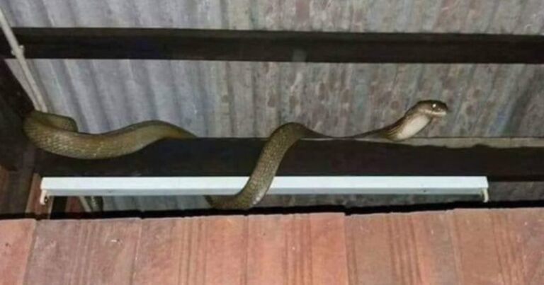 Bomba Pesan Elak Buat 3 Perkara Ini Jika Ular Masuk Rumah