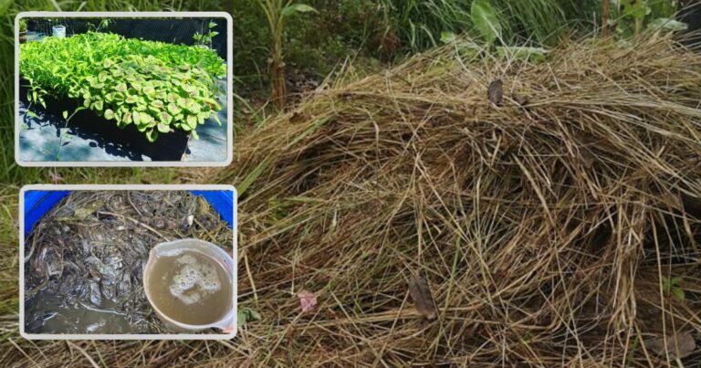 Cara Buat Baja Guna Rumput Liar. ‘Zero’ Modal Tapi Berkesan Suburkan Pokok Sayur
