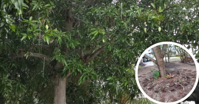 Teknik Membaja Pokok Yang Sudah Besar Supaya Lebih Cepat Meresap