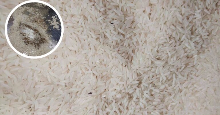 Beras Ada Bubuk, Tanda Dah Usang. Tapi Jangan Buang, Beras Inilah Paling Sedap Dimakan
