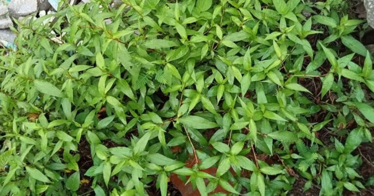 Tip Pokok Kesum Sentiasa Merimbun, Bila Dah Meninggi Kena Selalu Potong