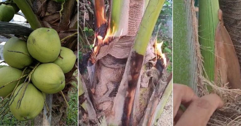 Pokok Kelapa Pandan Tak Mahu Berbuah, Boleh Cuba Petua ‘Bakar’ Pokok