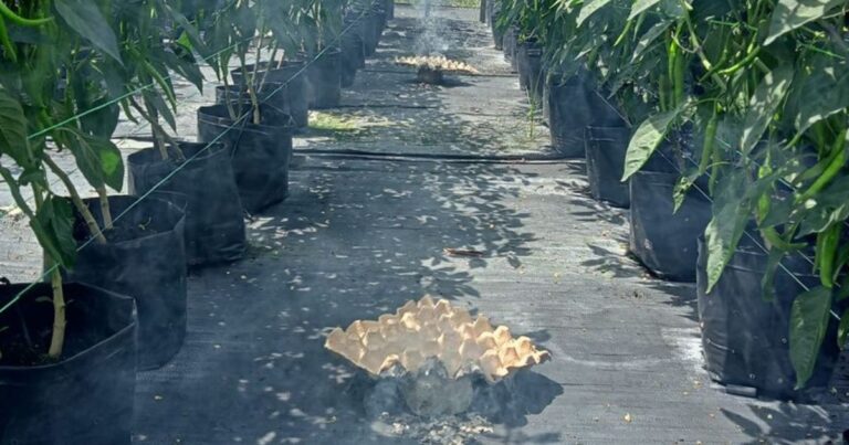 Guna Sarang Telur, Cara Berkesan Halau Serangga Perosak Tanaman & Lalat Buah