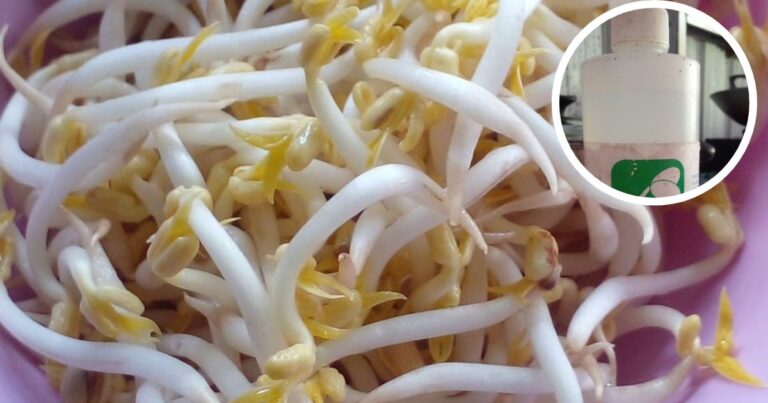 Tanam Tauge Rupanya Kena Letak Baja Ini, Barulah Hasilnya Gemuk-Gemuk