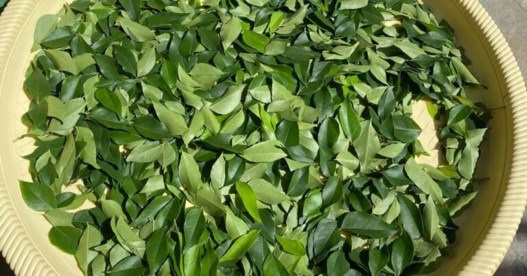 Cara Keringkan Daun Kari Supaya Tahan Berbulan-Bulan Lamanya, Bau Pun Kekal Sama