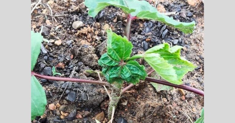 Cara Kenal Pasti Pokok Sayur Yang Terlebih Baja Atau Kena Serangan Perosak