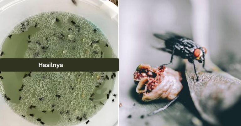 Atasi Masalah Lalat Banyak Di Rumah, Letak Semangkuk Air Bancuhan Ini