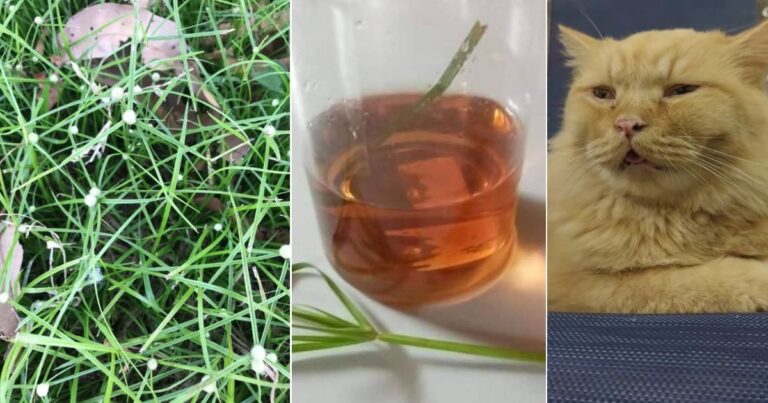 Cara Buat Air Rebusan Rumput Helikopter Untuk Rawat Kucing Sakit