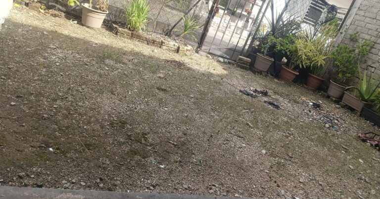 Cara Mudah & Berkesan Matikan Rumput Di Laman. Sembur Pagi, Esok Semua Rumput ‘Clear’