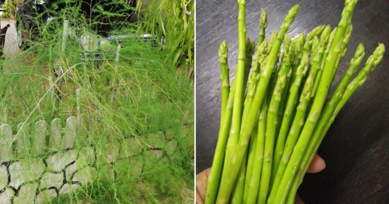 Cara Tanam Asparagus Dari Biji Benih. Sekali Tanam Boleh Tuai Sampai 20 Tahun