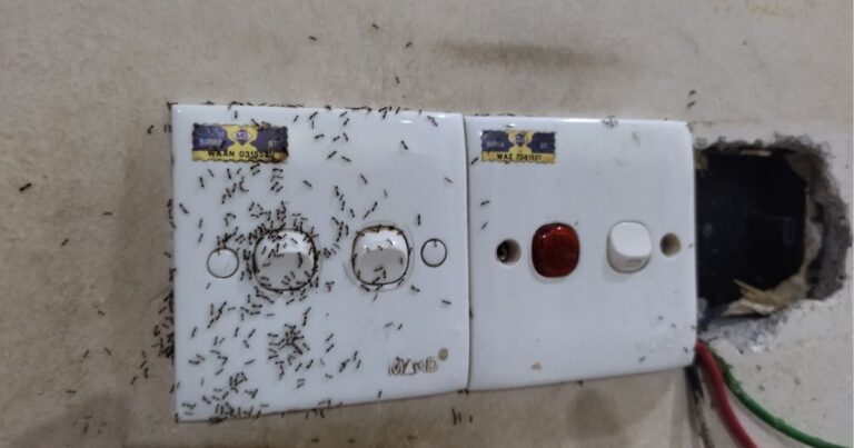 Punca Semut Bersarang Dalam Soket & Tip Mengatasinya