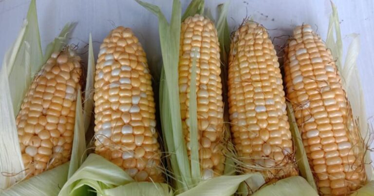 Kalau Tanam Jagung Buat Tip Ini Supaya Dapat Isi Jagung Penuh