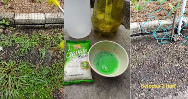 Masalah Laman Cepat Naik Rumput, Sembur Dengan Bancuhan Ini. Lepas 2 Hari Semua Rumput Clear