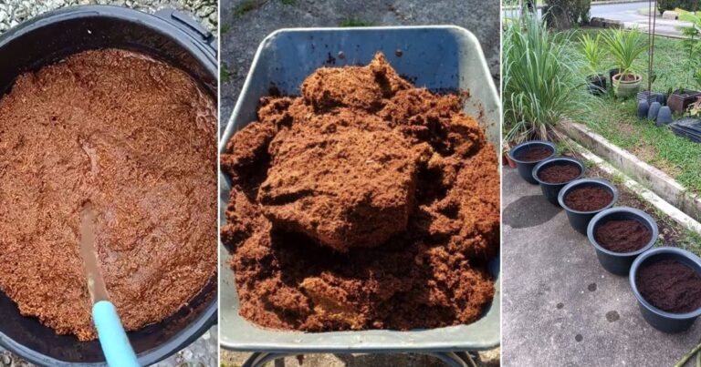 Sebelum Guna Cocopeat Untuk Tanaman, Kena Bilas Dulu. Ini Sebab & Cara Membilasnya