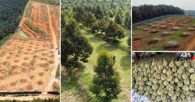 Nak Buat Kebun Durian Tak Susah, Cuma Jangan Gelojoh Kena Sediakan 7 Perkara Ini Dulu Baru Tanam