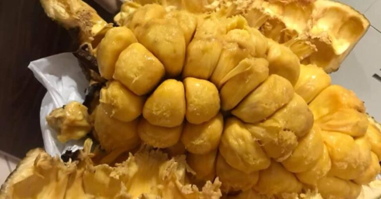Guna 5 Tip Ini Kalau Pilih Cempedak, Baru Dapat Yang Banyak Ulas, Masak Elok & Manis