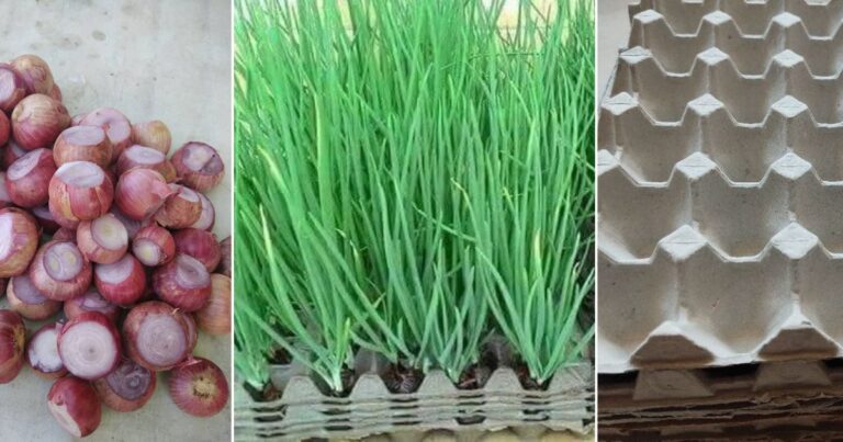 Guna Sarang Telur Tanam Daun Bawang Lagi Mudah, Tak Perlu Guna Tanah