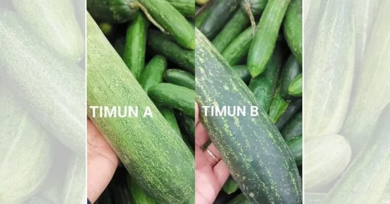 Tip Pilih Timun Yang Segar, Rangup, Tak Dapat Yang Pahit
