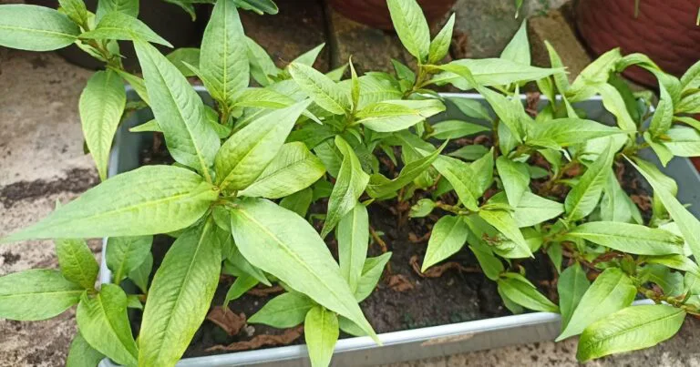 Tip Mudah Tanam Pokok Kesum, Potong Pucuk Terus Semai. Lepas Seminggu Naik Daun Segar