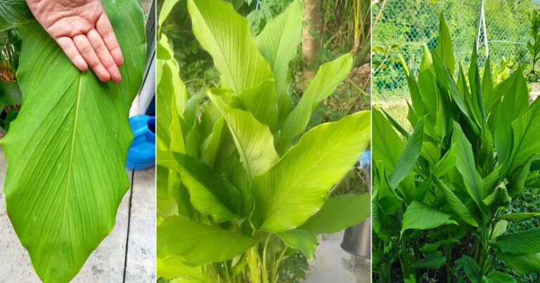 Kalau Tanam Pokok Kunyit Guna Tip Ini Supaya Daunnya Subur, Lebar Boleh Buat Kipas