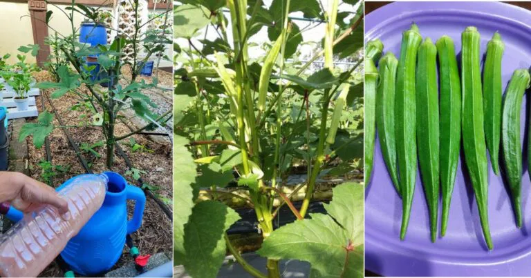 Pokok Bendi & Sayur Sentiasa Subur & Berbuah Elok, Siram & Baja Guna Teknik ‘Banjir Kemarau’