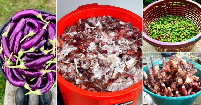 Ramuan Mudah & Berkesan Agar Tanaman Subur, Banyak Hasil. Cuma Siram Air Rendaman Kulit Bawang