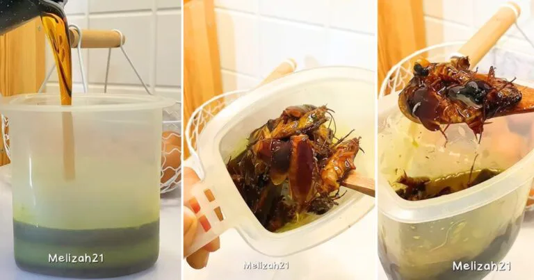 Guna Minyak Masak Terpakai Untuk Hapuskan Masalah Lipas, Memang Berkesan