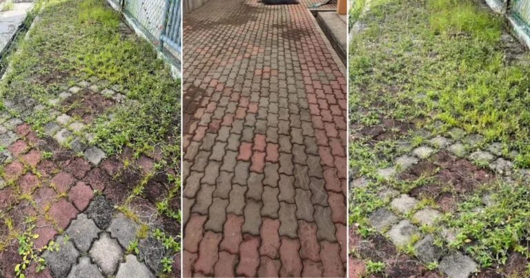 Cara Mudah Elak Rumput Tumbuh Celah Batu Bata, Lantai Simen Atau Paver Block Laman Rumah