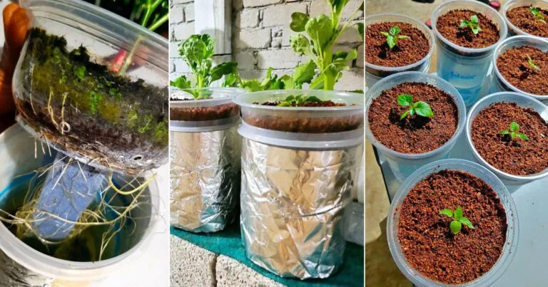 Bekas Plastik Makanan Macam Ni Boleh Buat Tanam Sayur