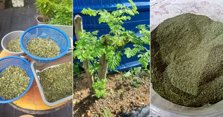Daun Moringa Banyak Khasiat, Boleh Proses Sendiri Untuk Jadi Kapsul