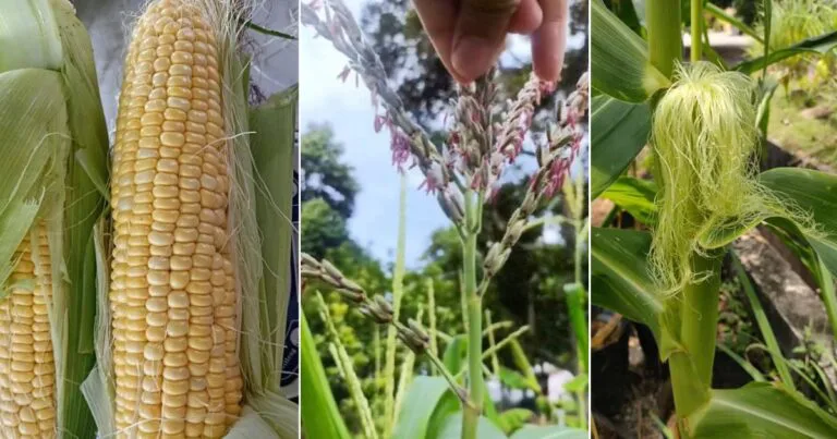 Jagung Isi Penuh, Guna Tip ‘Kahwin’ Bunga Waktu Pagi