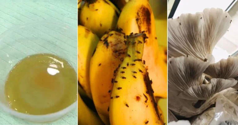 Masalah Bari-Bari Banyak Di Dapur, Bancuhan 3 Bahan Ini Boleh Hapuskannya