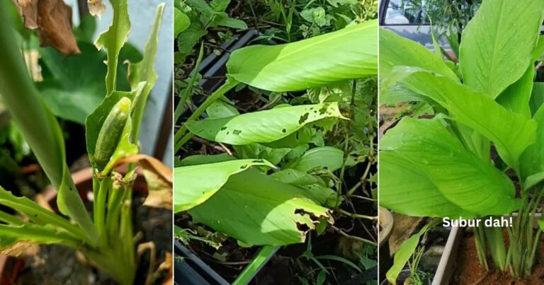 Daun Pokok Kunyit Berlubang Dimakan Ulat, Elak Guna Petua Ini