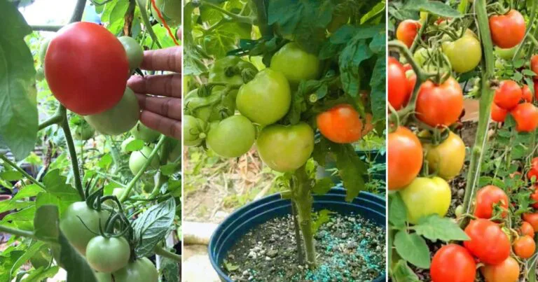 Tanam Pokok Tomato Dalam Pasu, Petua Supaya Hasil Buah Padat & Segar