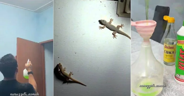 Masalah Cicak Banyak Di Rumah, Buat Semburan Penghalau Cicak Ini