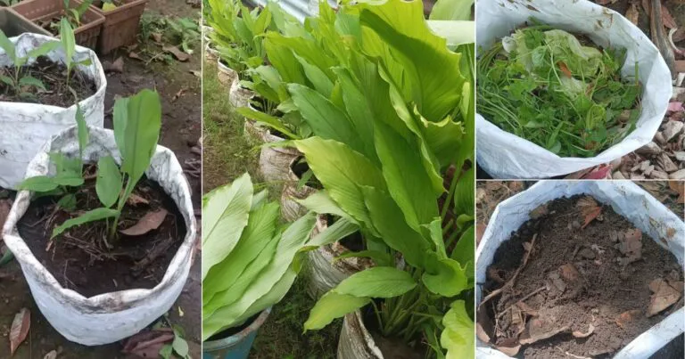 Tanam pokok kunyit Dalam Karung, Lagi Mudah & Subur Hasilnya