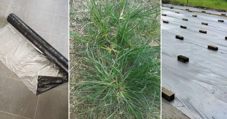 Rumput Sambau Memang Sukar Dihapuskan, Kena Guna Kaedah Ini Baru Mati Terus