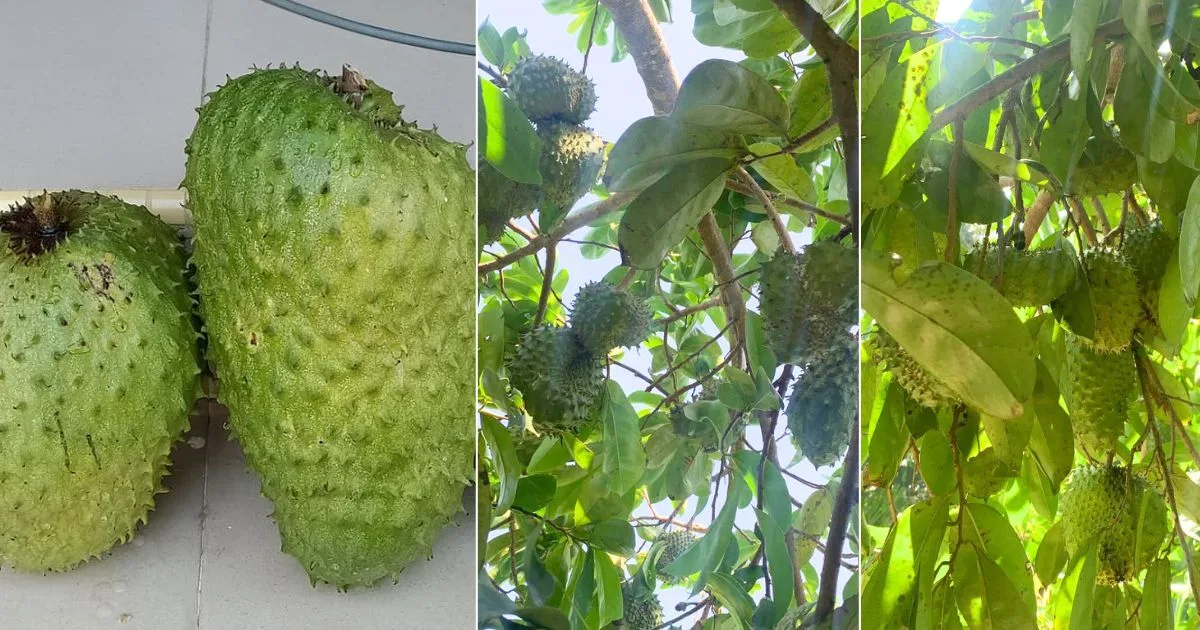 Pokok Durian Belanda Berbuah Lebat, Satu Pokok Sampai 130 Biji! Ini Petuanya