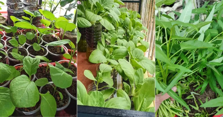 Sayur Cepat Tuai, 30 Hari Dah Boleh Buat Masak. Caranya Guna Teknik Ini