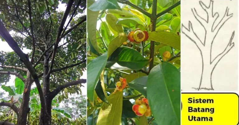 Pokok Buah Lebat Daun Tapi Tak Berbuah Kena Buat Teknik Pruning. Ini Caranya