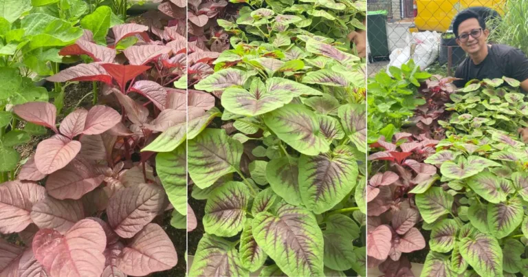 Pokok Sayur Bayam Paling Mudah Hidup & Cepat Bercambah. Tapi Cara Tanam Kenalah Betul