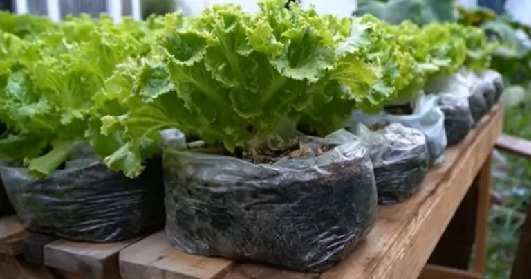 Tanam Sayur Dalam Beg Plastik Saja, Mudah & Jimat. Ini Caranya