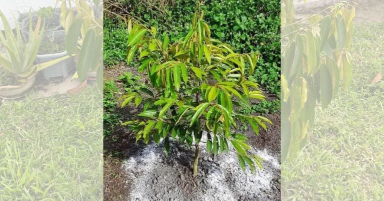 Punca Anak Pokok Durian Terbantut & Cara Mengatasi